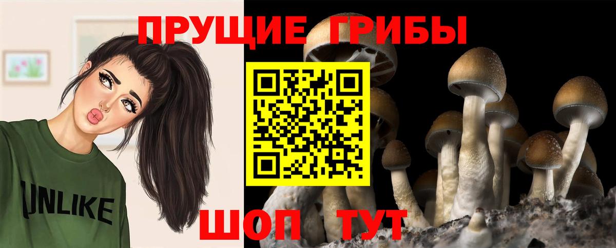 Псилоцибиновые грибы мицелий Брянск
